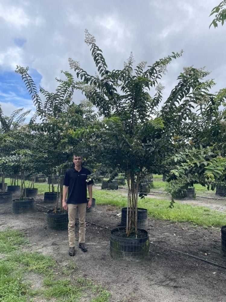 lagerstroemia-fauriei-natchez-japanese-crape-myrtle