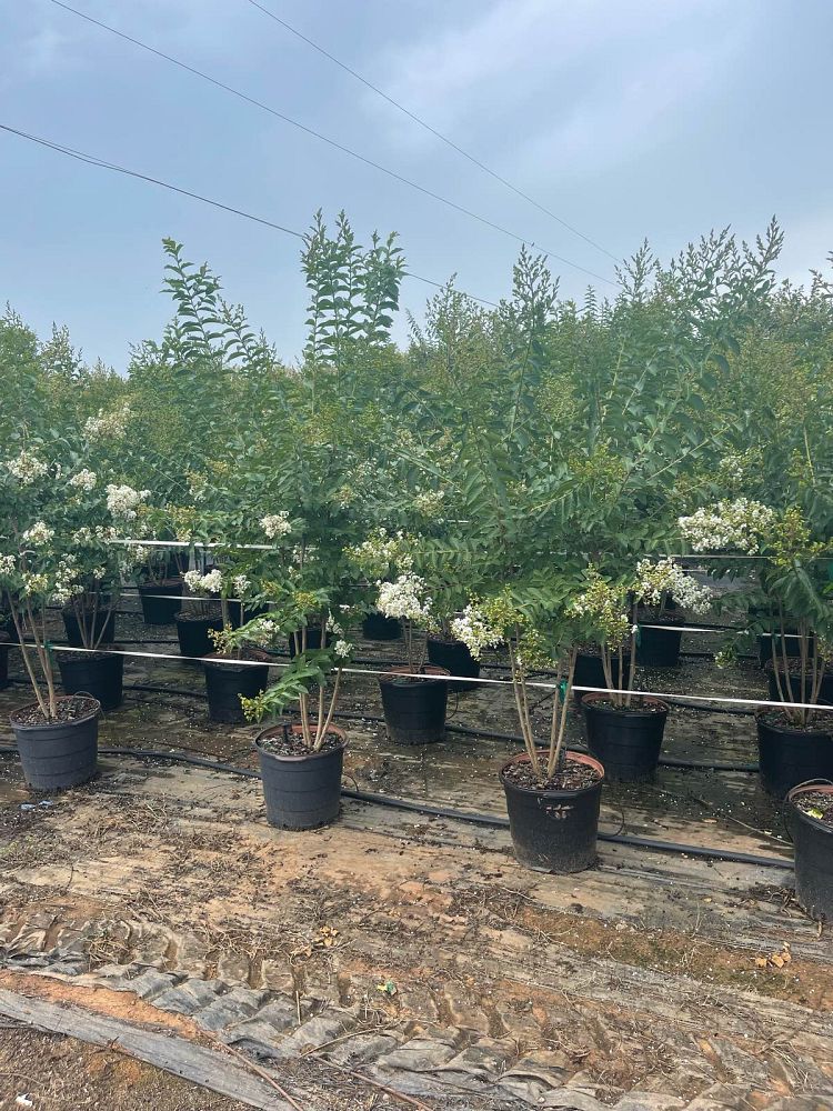 lagerstroemia-fauriei-natchez-japanese-crape-myrtle