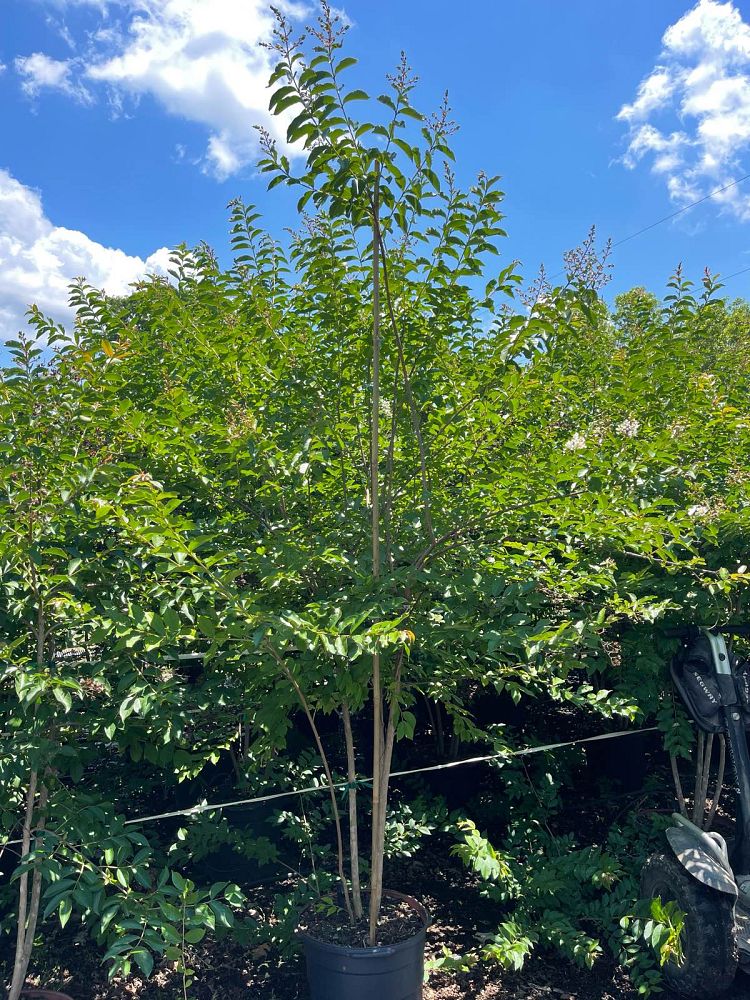 lagerstroemia-fauriei-natchez-japanese-crape-myrtle