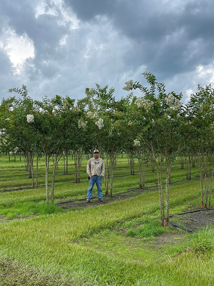 lagerstroemia-fauriei-natchez-japanese-crape-myrtle