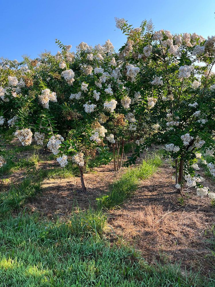 lagerstroemia-fauriei-natchez-japanese-crape-myrtle
