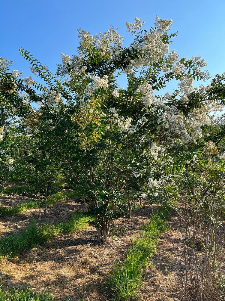 lagerstroemia-fauriei-natchez-japanese-crape-myrtle