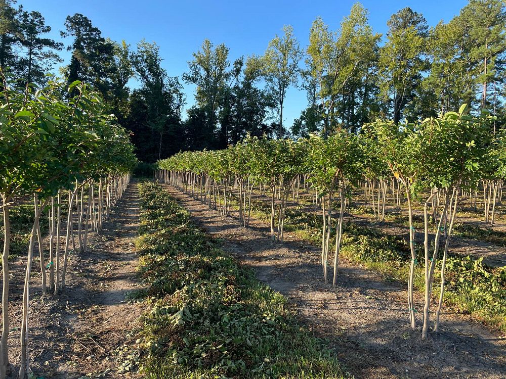 lagerstroemia-fauriei-natchez-japanese-crape-myrtle