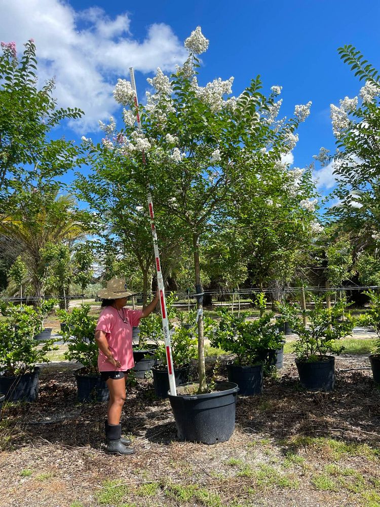 lagerstroemia-fauriei-natchez-japanese-crape-myrtle