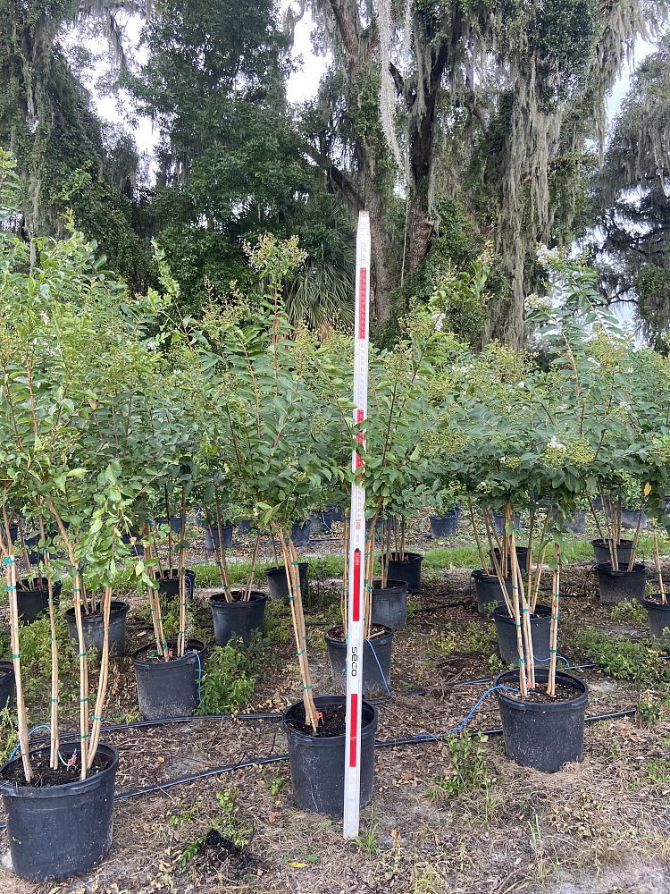 lagerstroemia-fauriei-natchez-japanese-crape-myrtle
