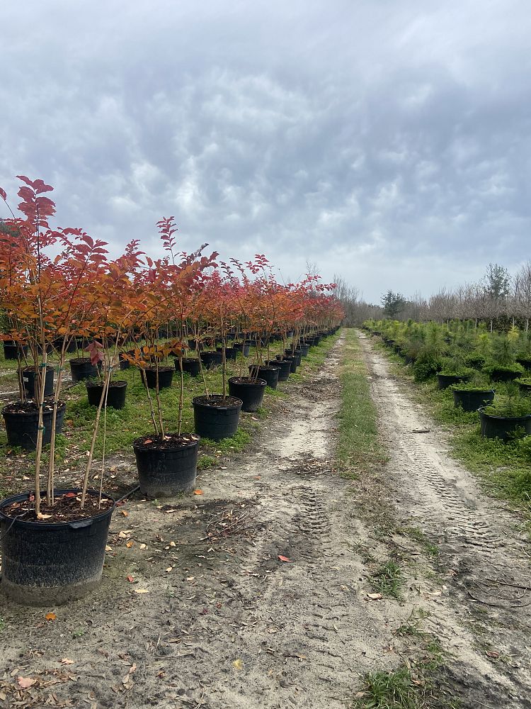 lagerstroemia-fauriei-natchez-japanese-crape-myrtle