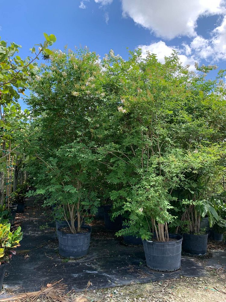lagerstroemia-fauriei-natchez-japanese-crape-myrtle