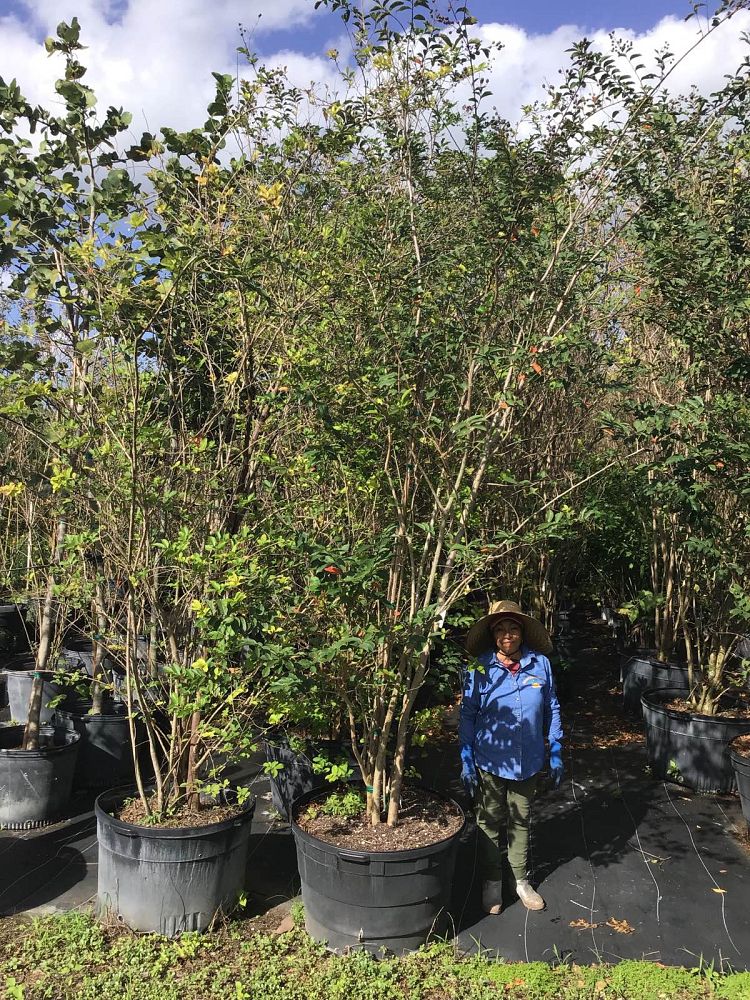 lagerstroemia-fauriei-natchez-japanese-crape-myrtle