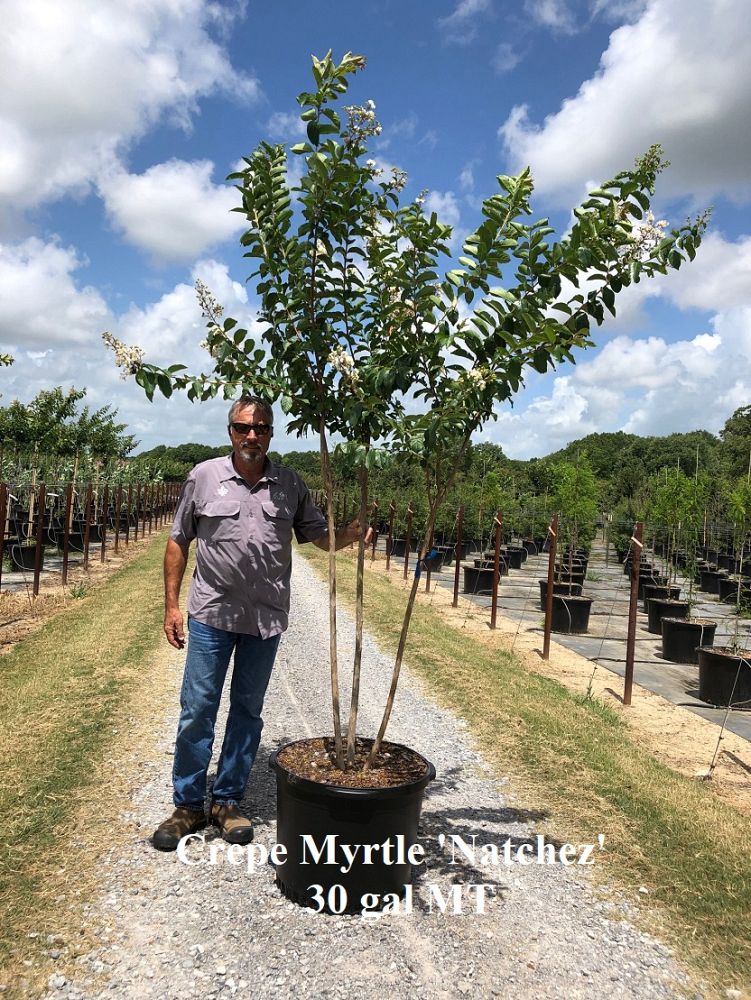 lagerstroemia-fauriei-natchez-japanese-crape-myrtle