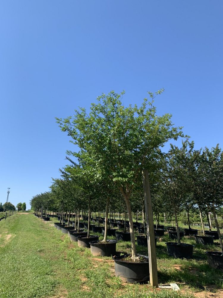 lagerstroemia-fauriei-natchez-japanese-crape-myrtle