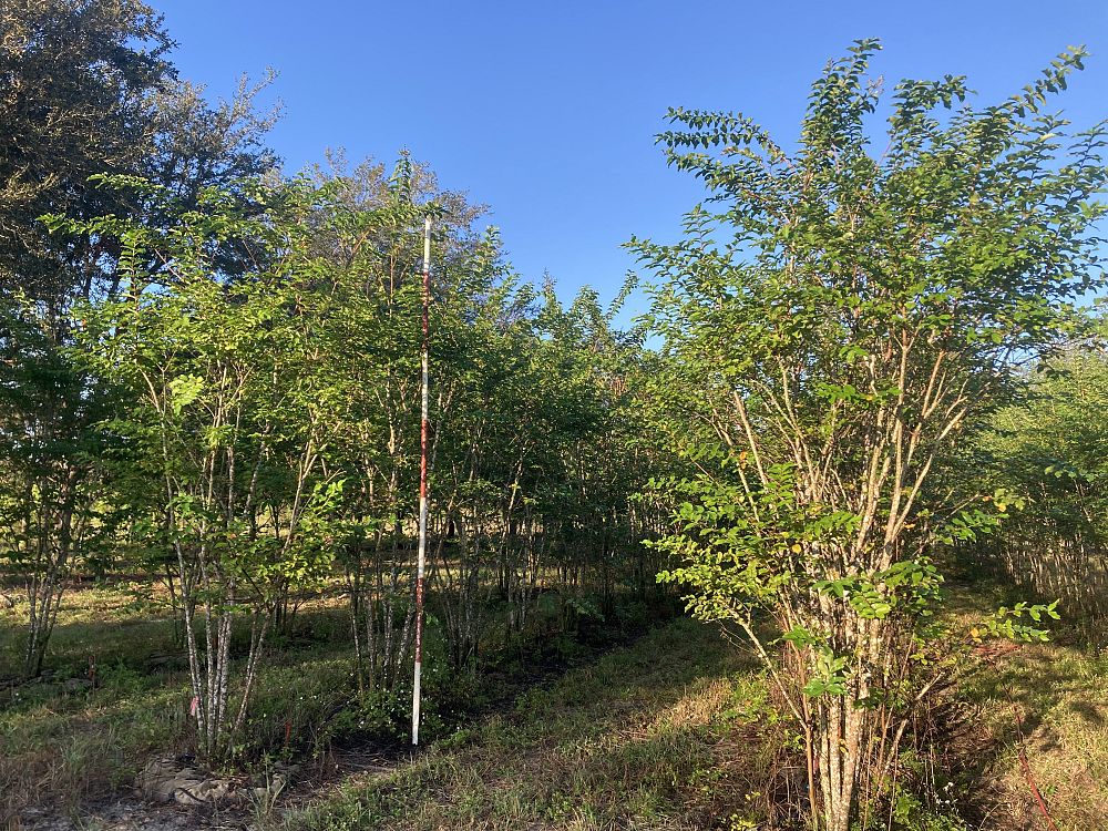 lagerstroemia-fauriei-natchez-japanese-crape-myrtle