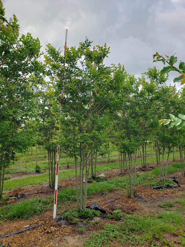 lagerstroemia-fauriei-natchez-japanese-crape-myrtle