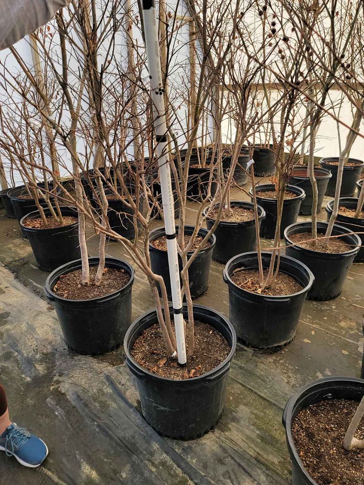 lagerstroemia-fauriei-natchez-japanese-crape-myrtle