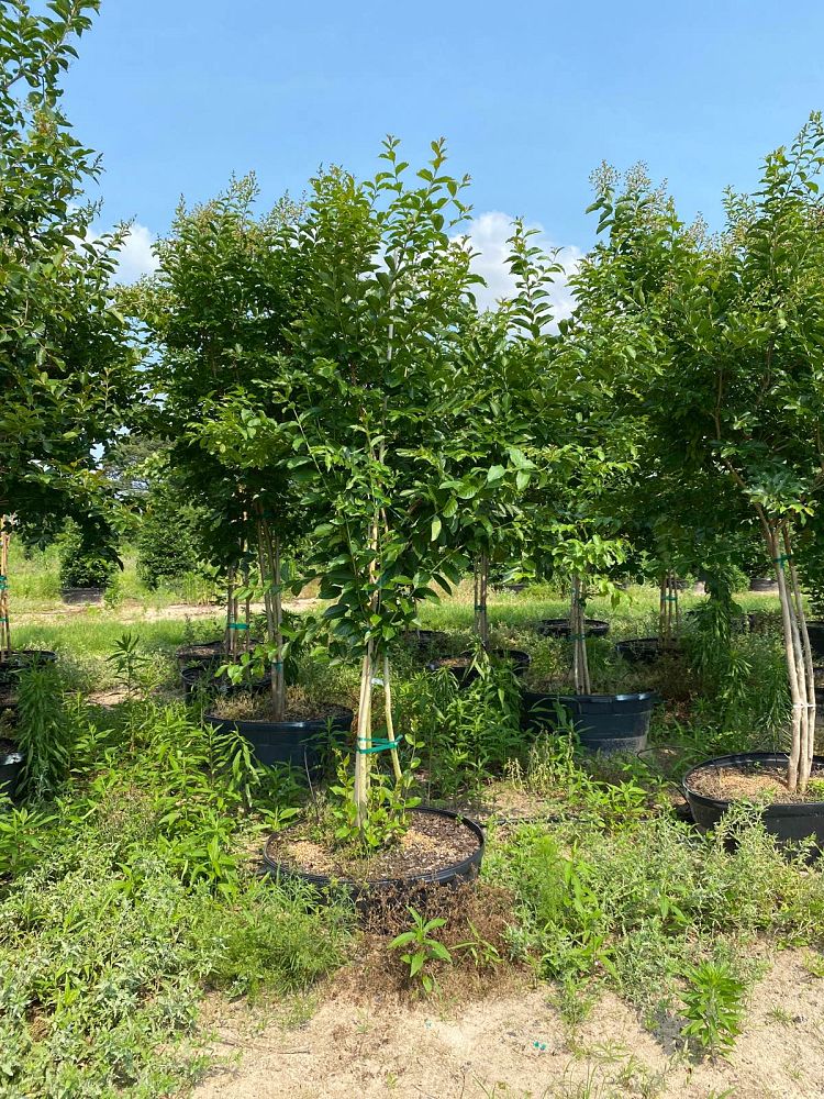lagerstroemia-fauriei-natchez-japanese-crape-myrtle
