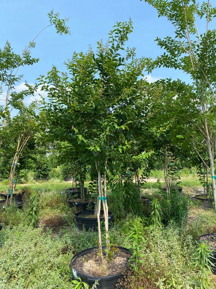 lagerstroemia-fauriei-natchez-japanese-crape-myrtle