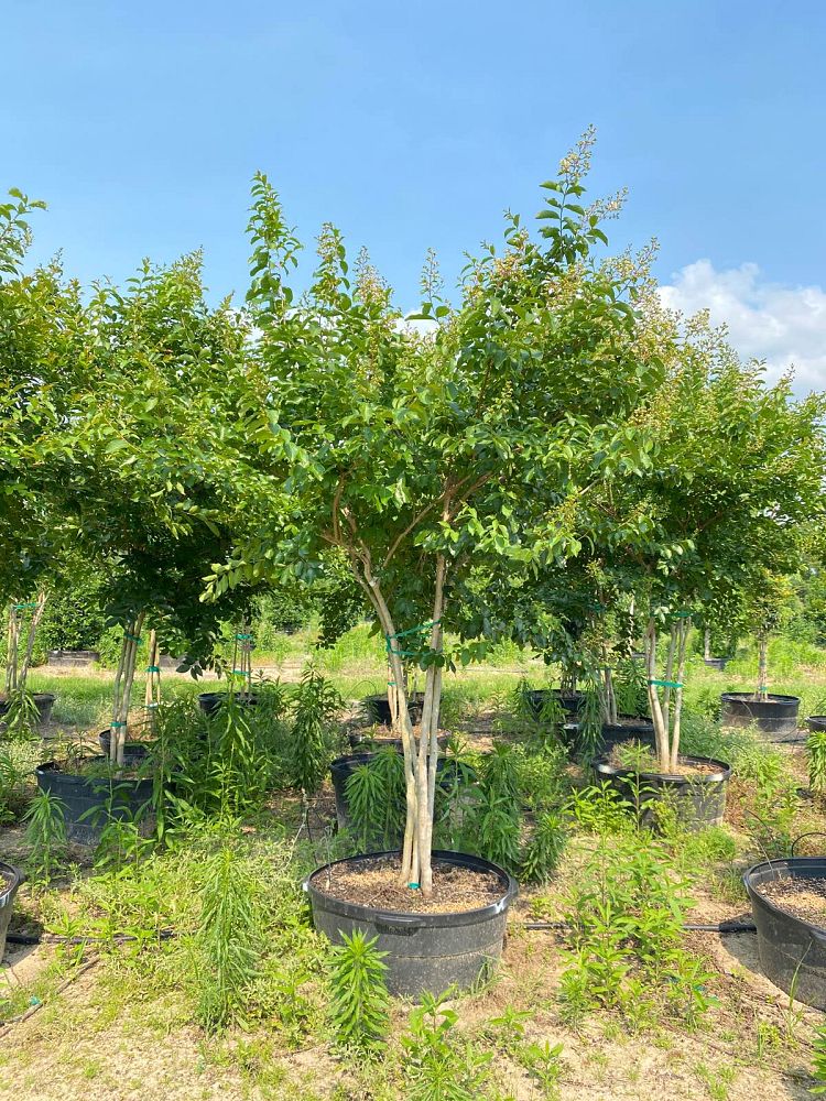 lagerstroemia-fauriei-natchez-japanese-crape-myrtle