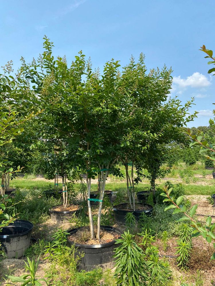 lagerstroemia-fauriei-natchez-japanese-crape-myrtle