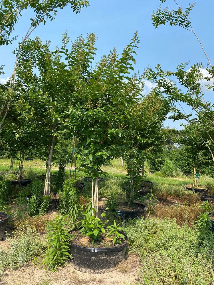 lagerstroemia-fauriei-natchez-japanese-crape-myrtle