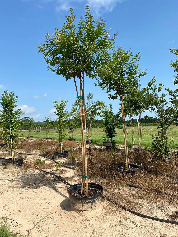 lagerstroemia-fauriei-natchez-japanese-crape-myrtle