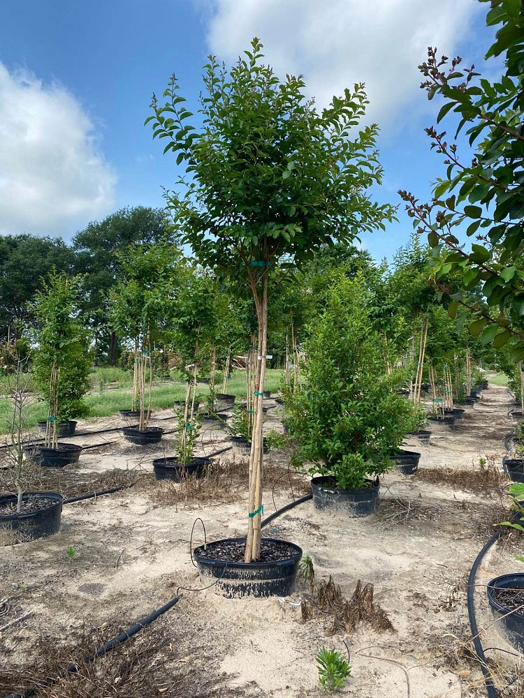 lagerstroemia-fauriei-natchez-japanese-crape-myrtle