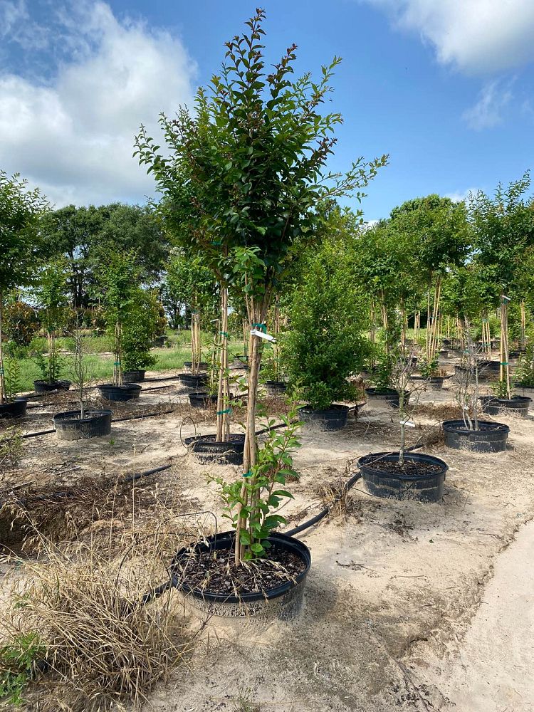 lagerstroemia-fauriei-natchez-japanese-crape-myrtle