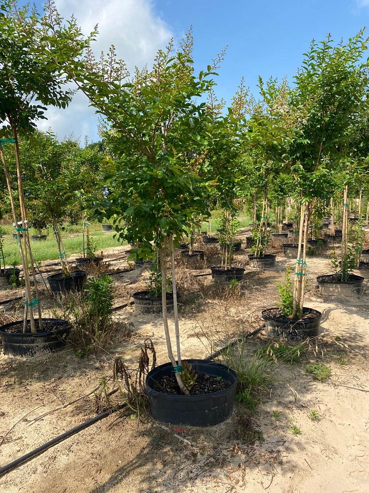 lagerstroemia-fauriei-natchez-japanese-crape-myrtle