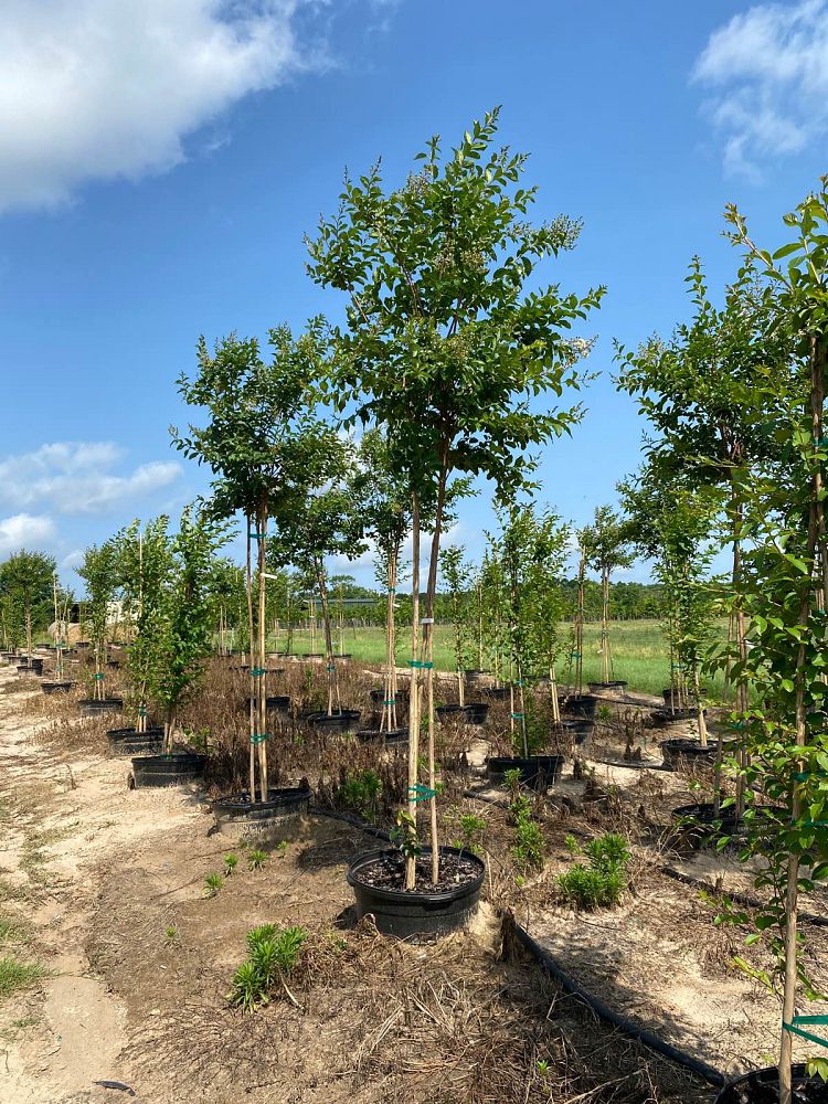 lagerstroemia-fauriei-natchez-japanese-crape-myrtle
