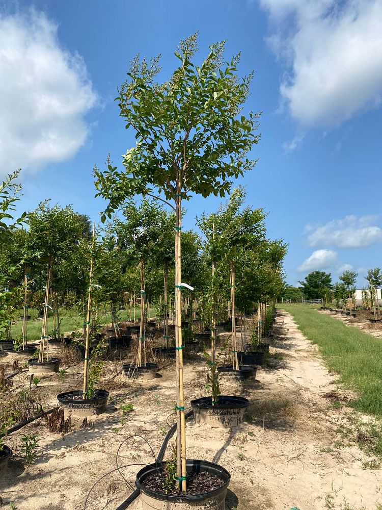 lagerstroemia-fauriei-natchez-japanese-crape-myrtle