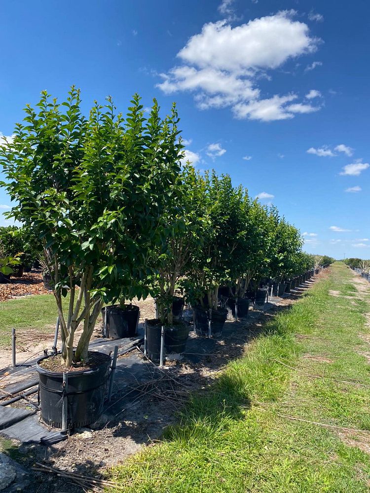 lagerstroemia-fauriei-natchez-japanese-crape-myrtle