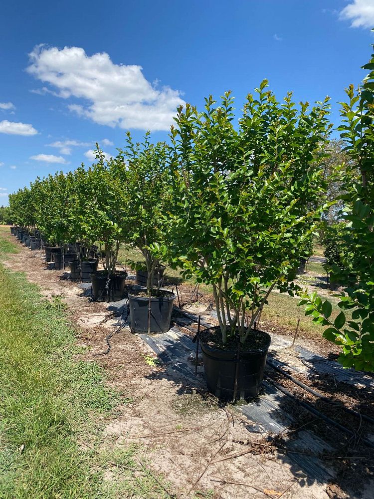 lagerstroemia-fauriei-natchez-japanese-crape-myrtle