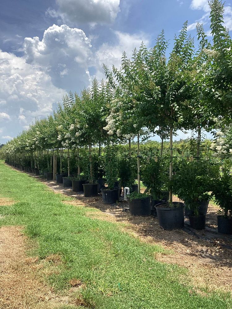 lagerstroemia-fauriei-natchez-japanese-crape-myrtle