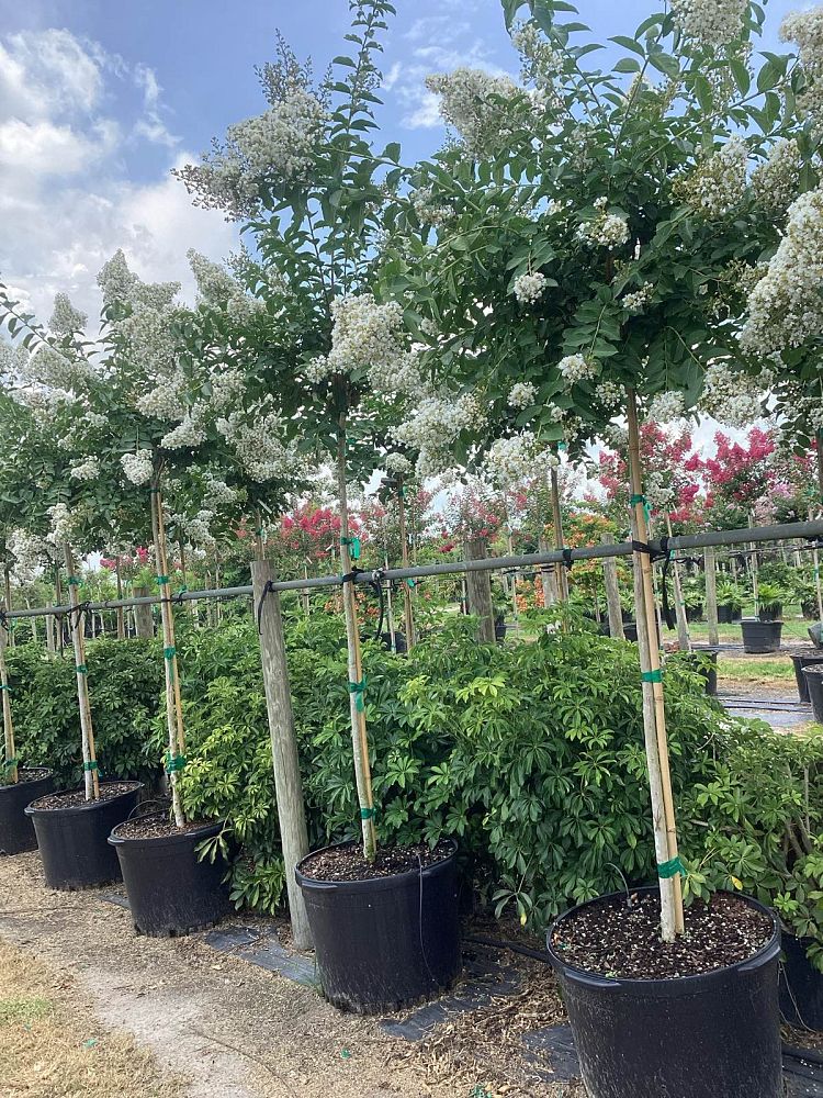 lagerstroemia-fauriei-natchez-japanese-crape-myrtle