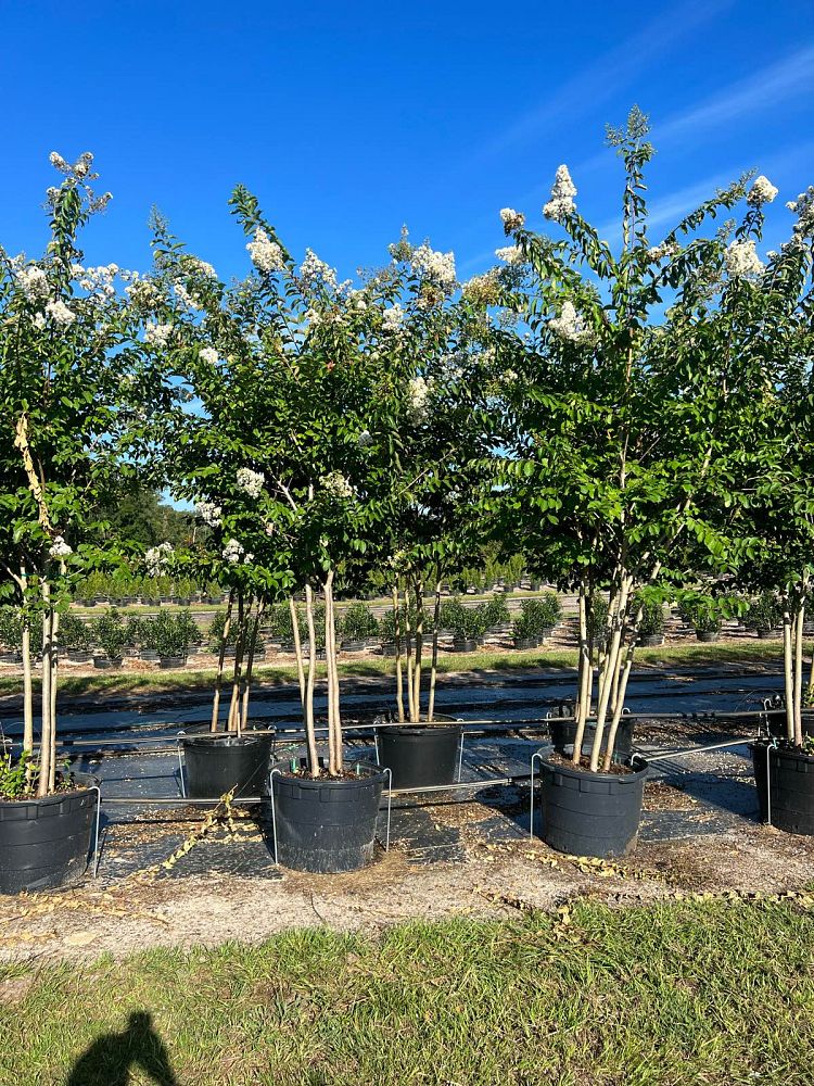 lagerstroemia-fauriei-natchez-japanese-crape-myrtle