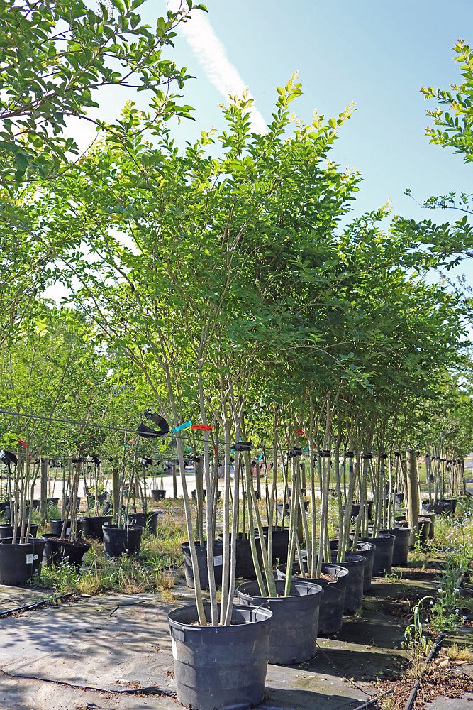 lagerstroemia-fauriei-natchez-japanese-crape-myrtle