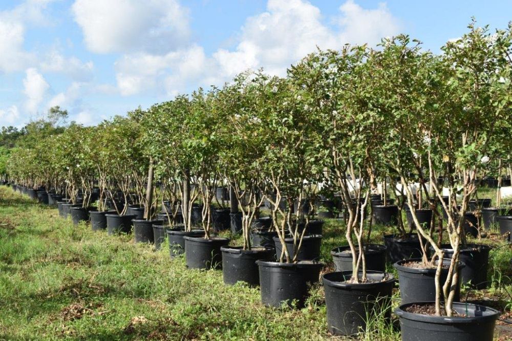 lagerstroemia-fauriei-natchez-japanese-crape-myrtle