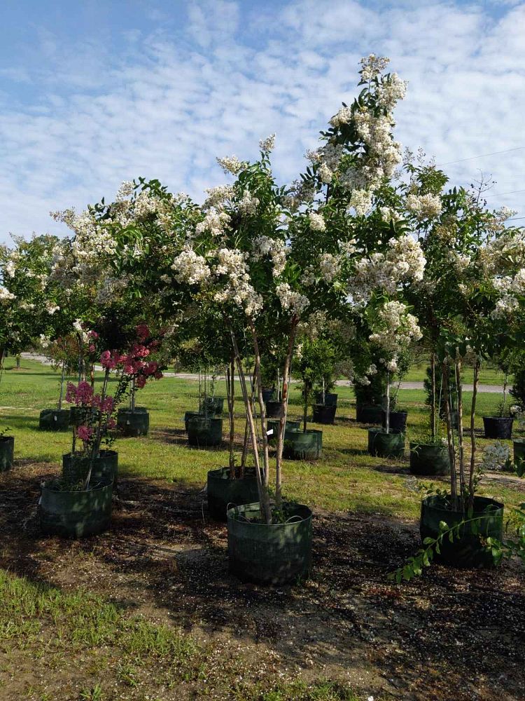 lagerstroemia-fauriei-natchez-japanese-crape-myrtle