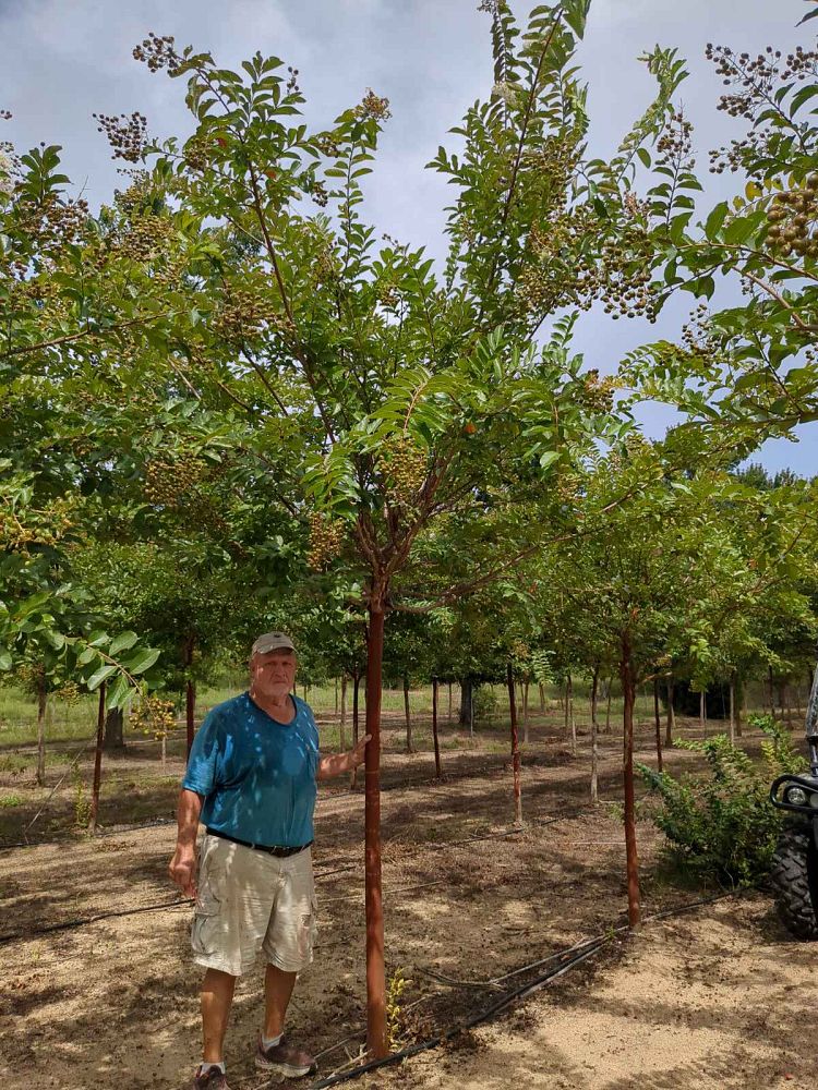 lagerstroemia-fauriei-natchez-japanese-crape-myrtle