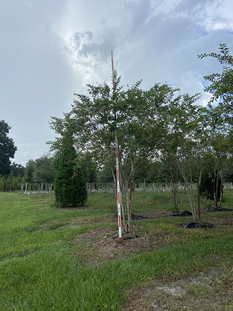 lagerstroemia-fauriei-natchez-japanese-crape-myrtle