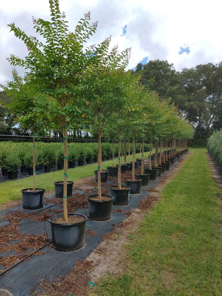 lagerstroemia-fauriei-natchez-japanese-crape-myrtle