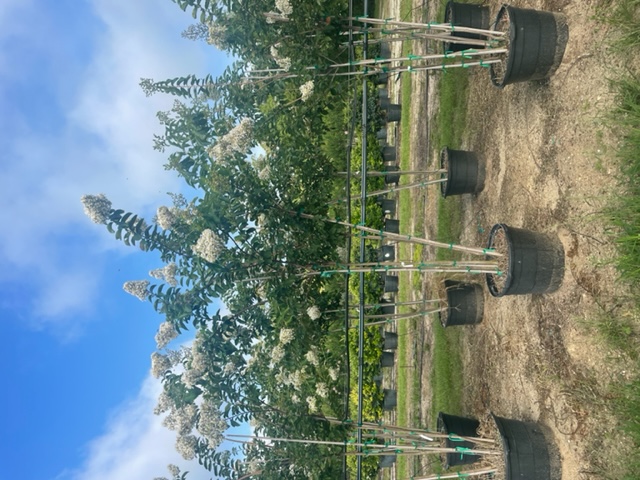 lagerstroemia-fauriei-natchez-japanese-crape-myrtle