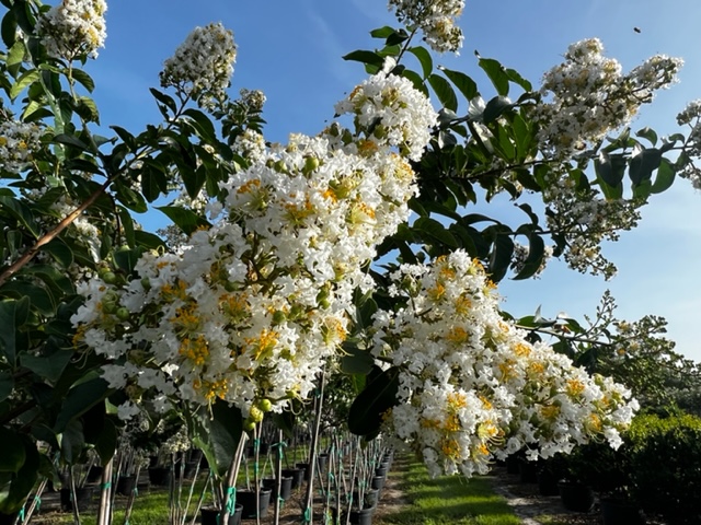 lagerstroemia-fauriei-natchez-japanese-crape-myrtle