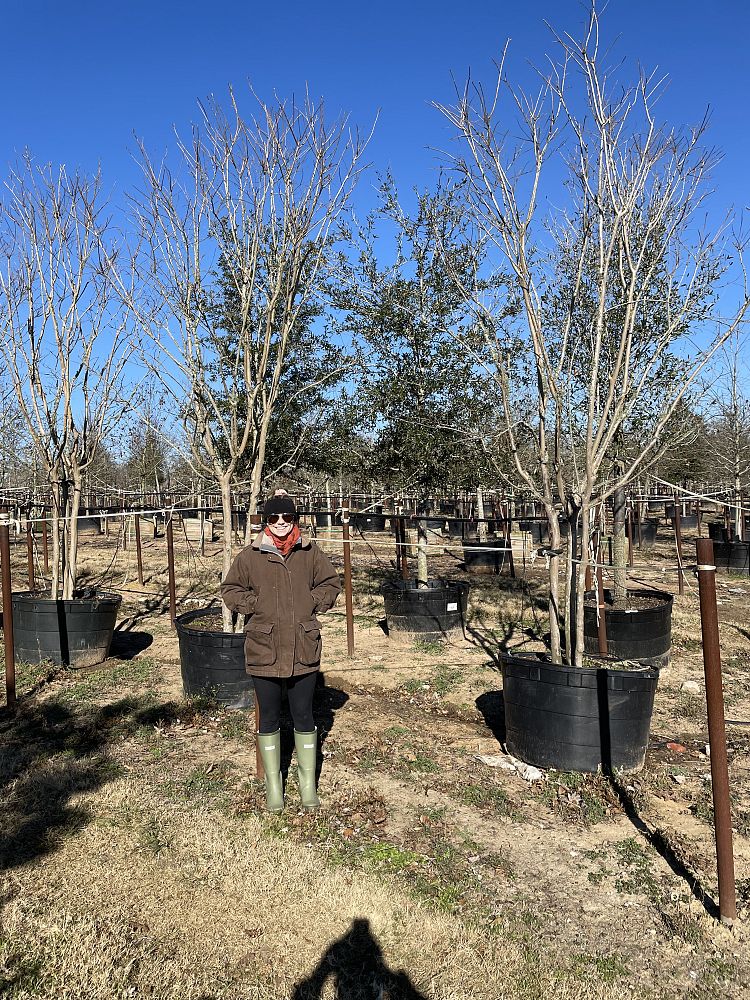 lagerstroemia-fauriei-natchez-japanese-crape-myrtle
