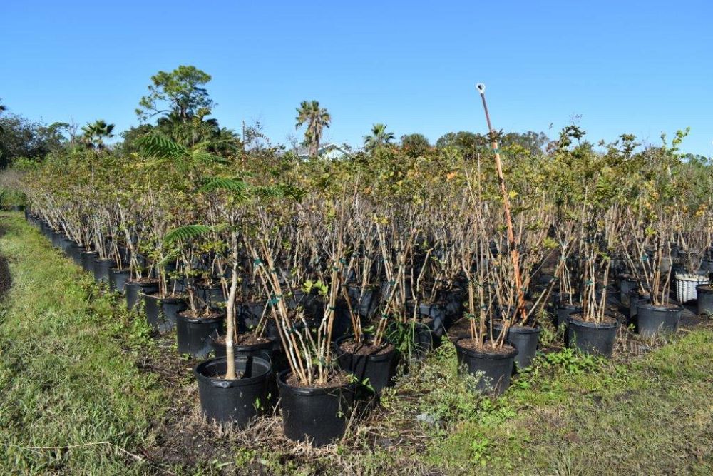 lagerstroemia-fauriei-natchez-japanese-crape-myrtle