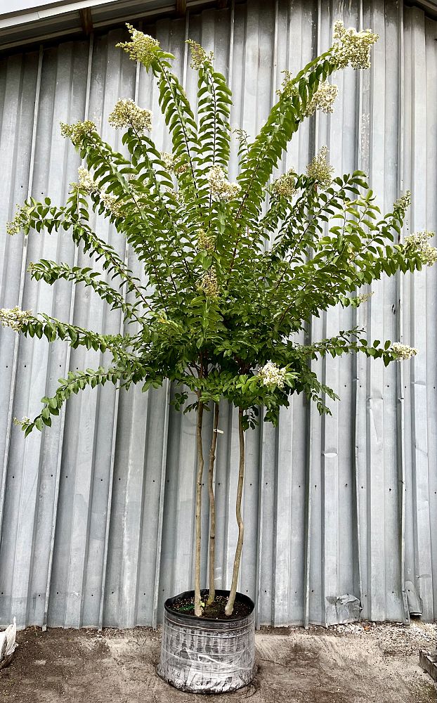 lagerstroemia-fauriei-natchez-japanese-crape-myrtle