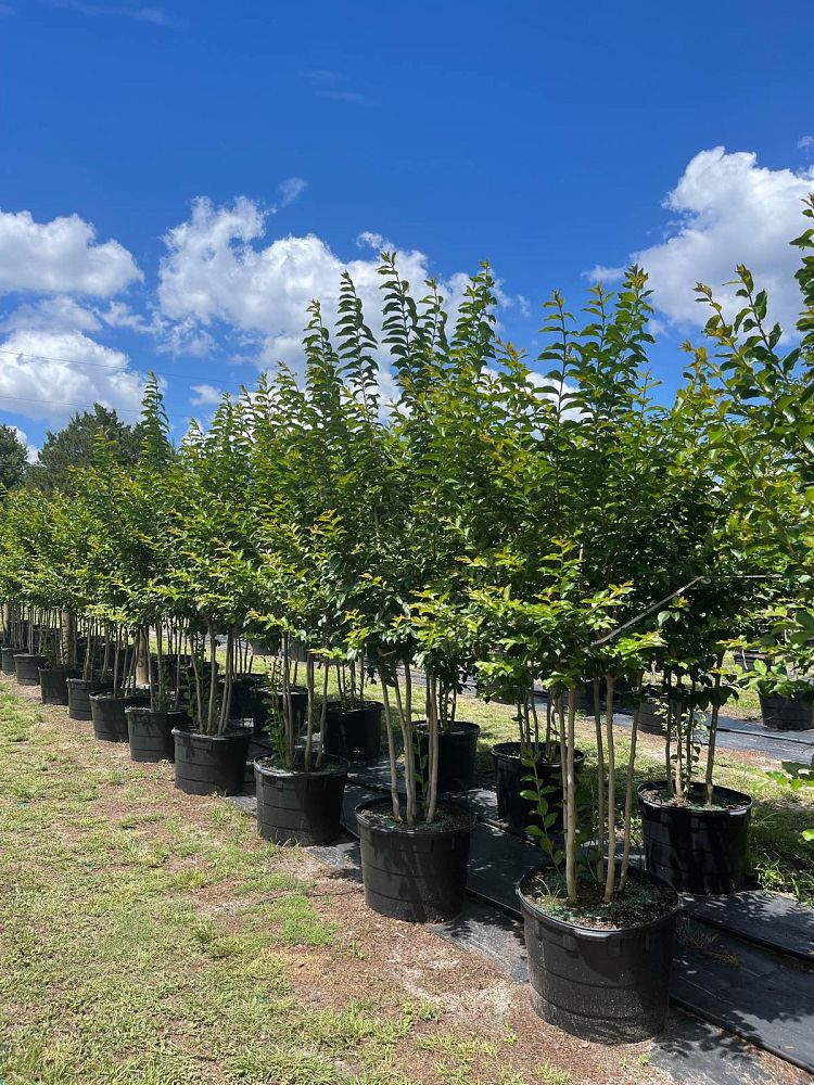 lagerstroemia-fauriei-natchez-japanese-crape-myrtle