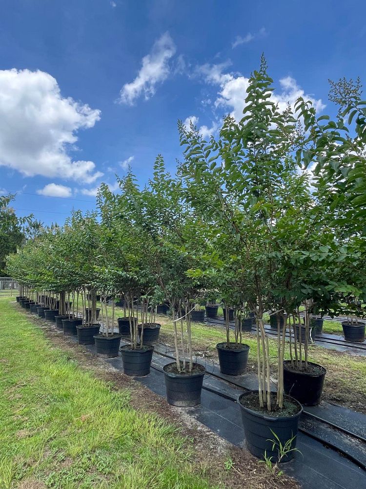 lagerstroemia-fauriei-natchez-japanese-crape-myrtle