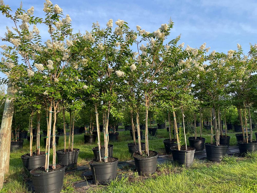 lagerstroemia-fauriei-natchez-japanese-crape-myrtle