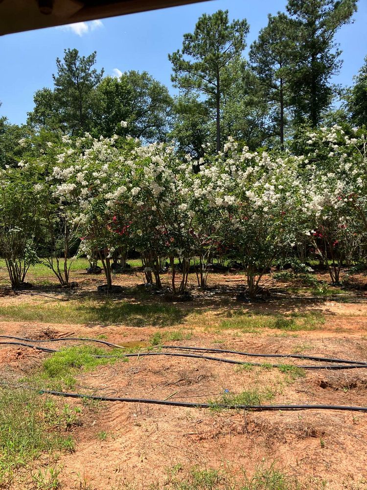 lagerstroemia-fauriei-natchez-japanese-crape-myrtle