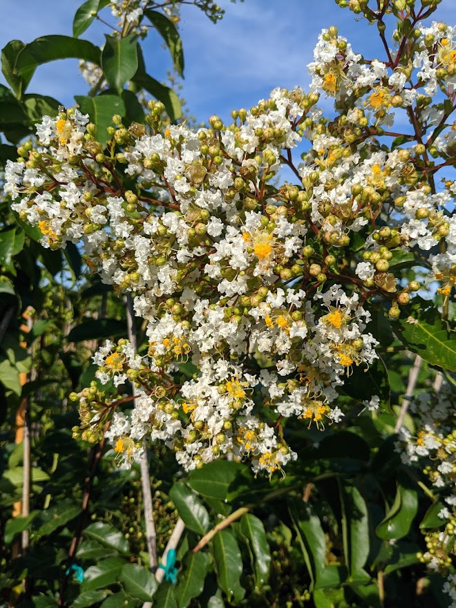 lagerstroemia-fauriei-natchez-japanese-crape-myrtle