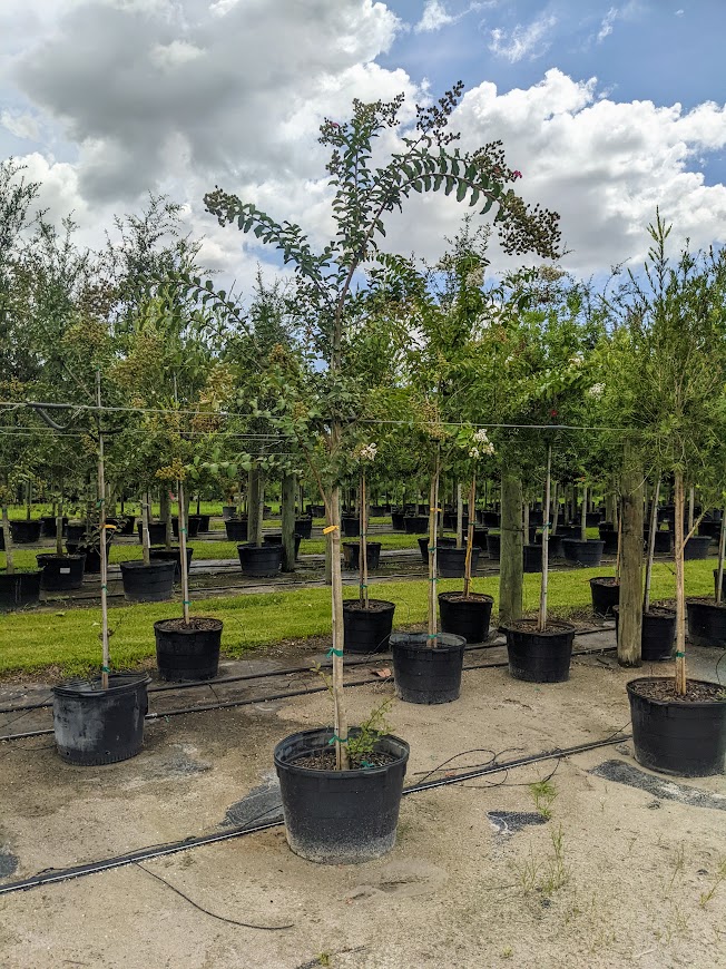 lagerstroemia-fauriei-natchez-japanese-crape-myrtle